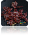 Nomaphilla red
